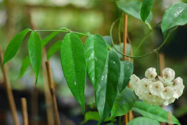 How to Root Hoya Cuttings