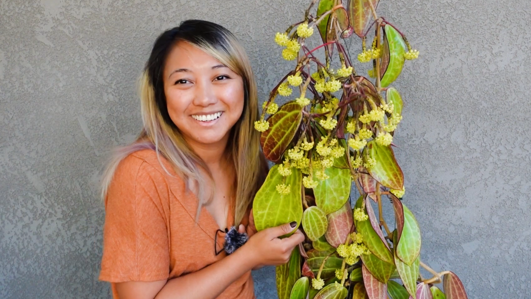 Hoya latifolia Care and Cultivation: Our Expert Guide