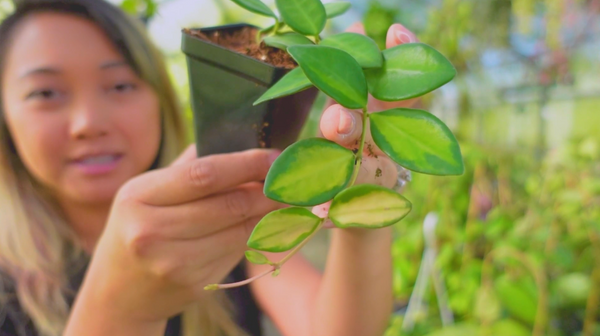 Caring for Hoya sp. aff. burtoniae (variegated)