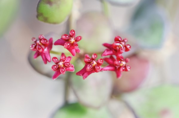 Why Does My Hoya Have Black Spots?