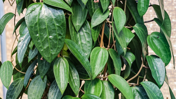 What is a Hoya Plant? A Beginners Guide