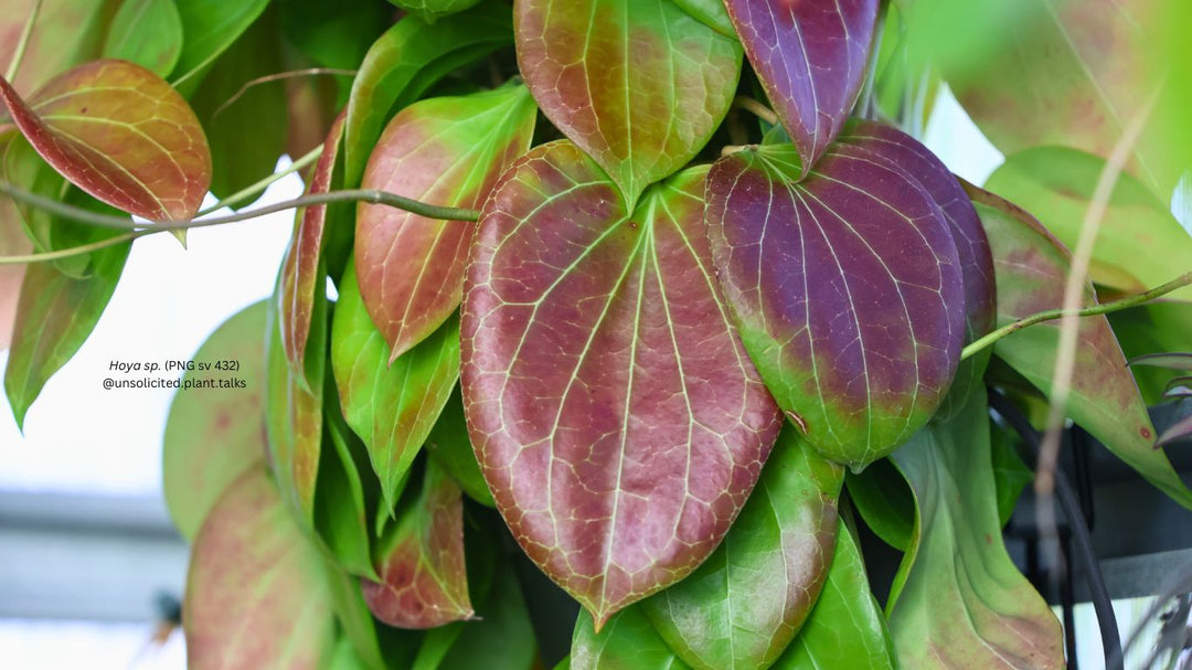 Hoya sp. PNG sv 432