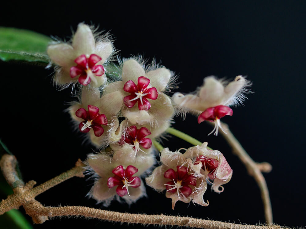 Hoya Diseases & Pests