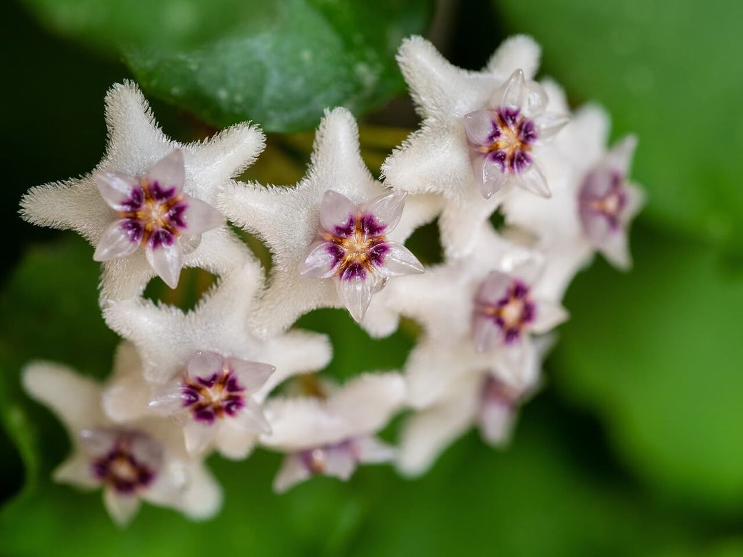 hoya plant dropping leaves