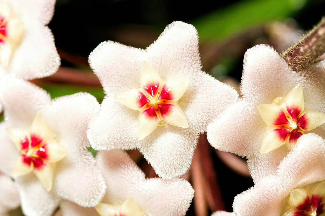 hoya heart plants growth