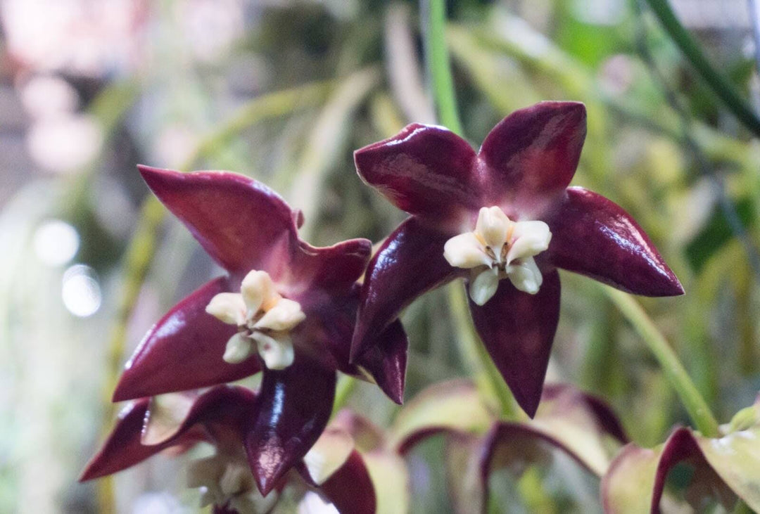 hoya imperialis flowers