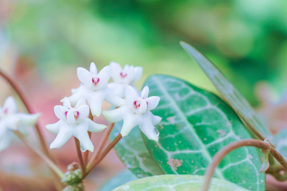 soft hoya leaves