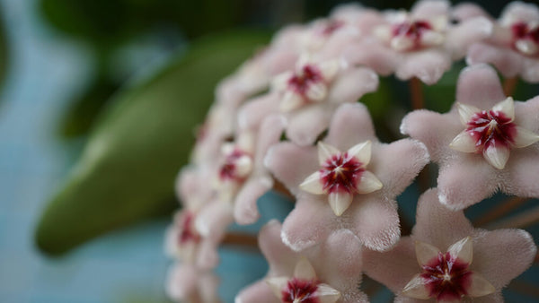 Why Isn't My Hoya Growing