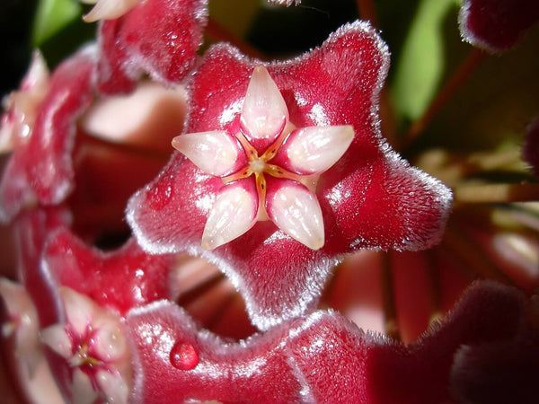 What Kind of Soil Is Best for Hoya Plant?