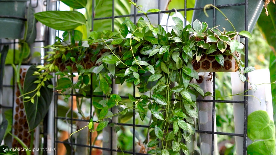 Hoya Moss Pole