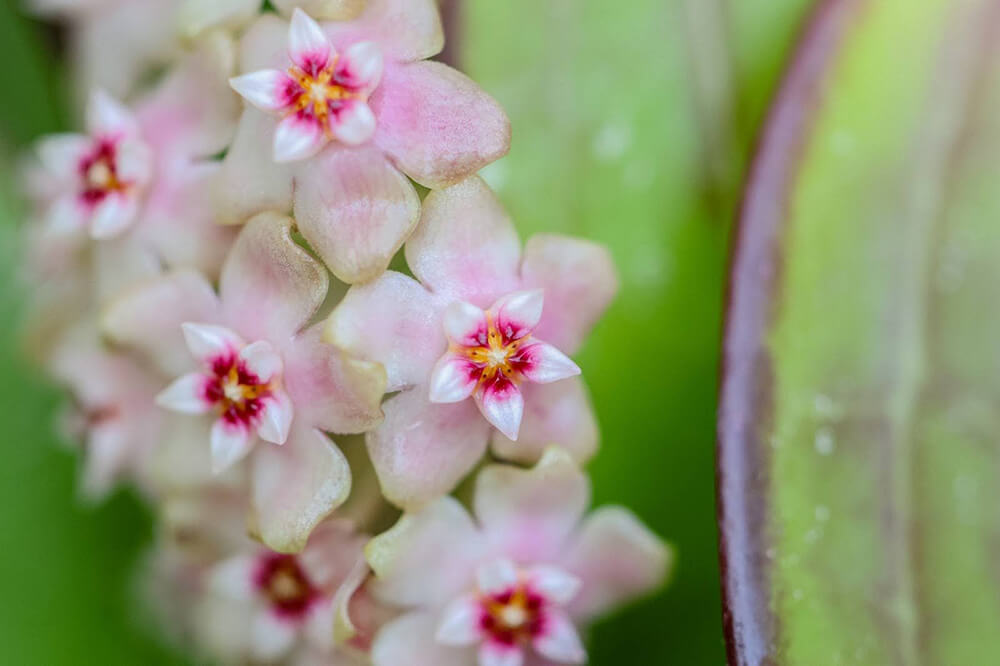 Overwatered Hoya Signs and How to Rescue