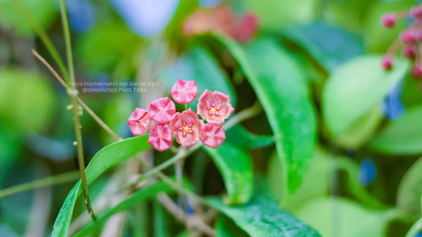 image of hoya leaves