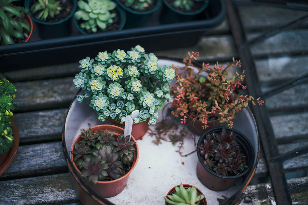 Hoya Pots: Choosing the Perfect Vessel for Your Waxy Wonder