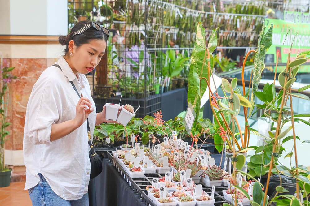 Most Popular Hoya Varieties