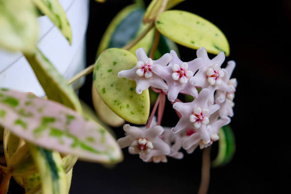 save dying Hoya plant