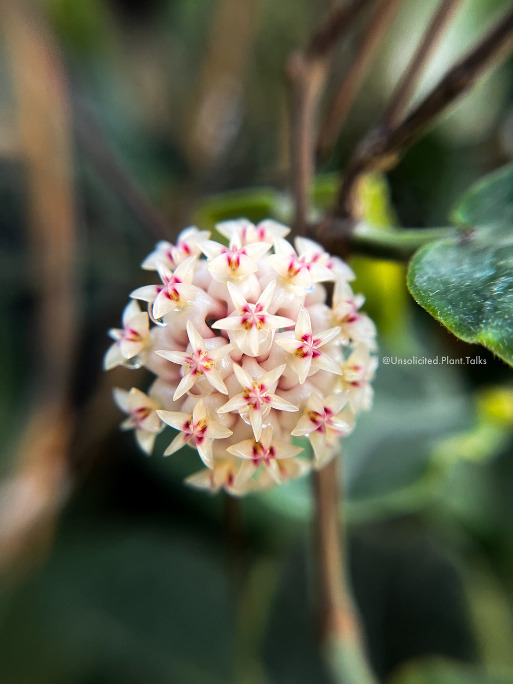 Hoya rintzii (Borneo, splash)