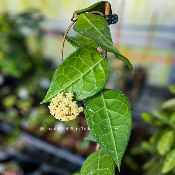 Hoya sp. Sumatra (01)