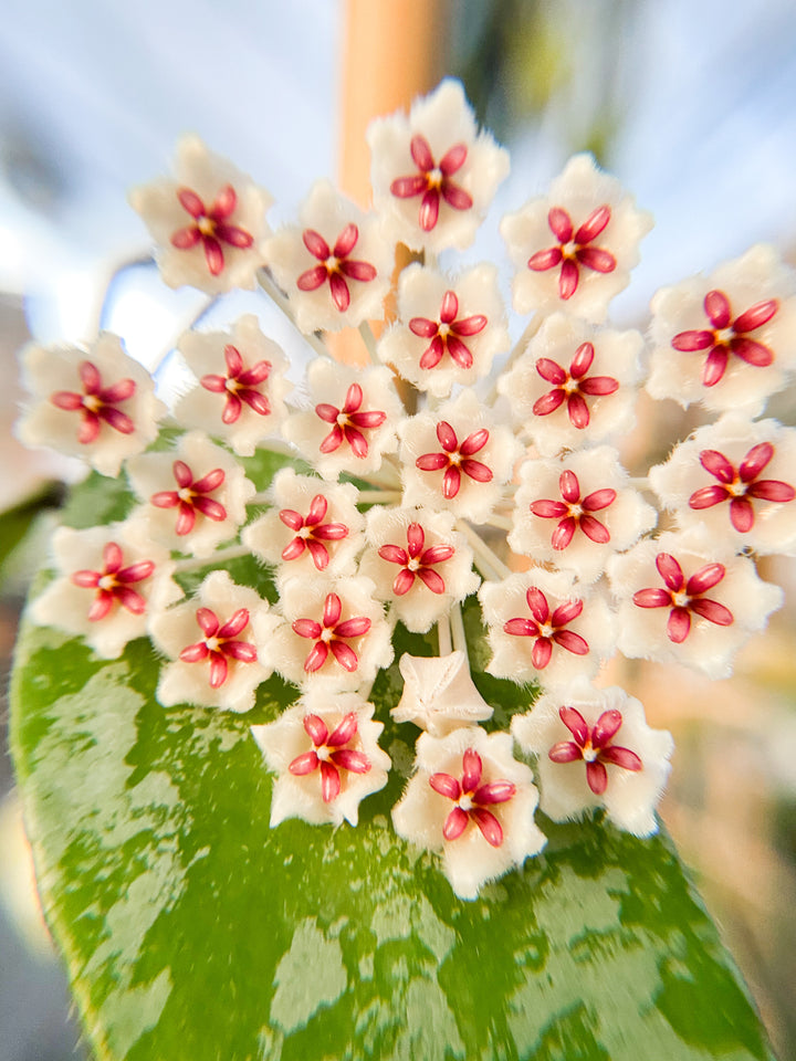 Hoya phuwuaensis