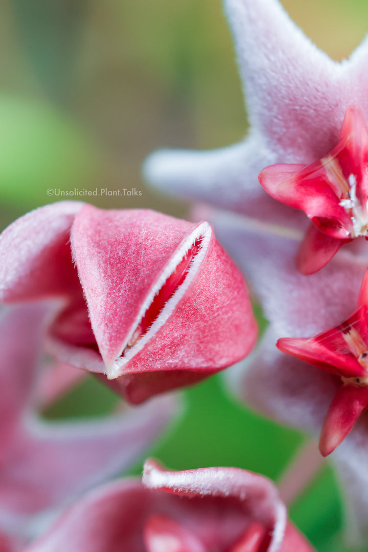 Hoya piestolepis