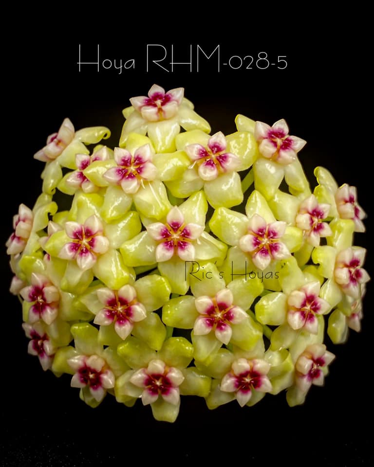 Hoya 'Melanie' (RHM028-05)