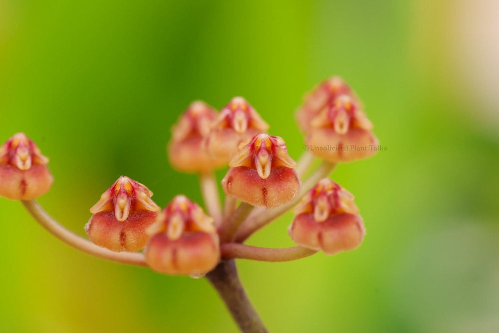 Hoya sp. cianjur