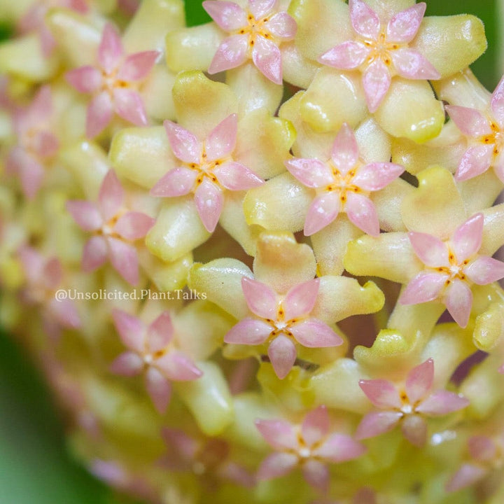 Trellised Hoya &