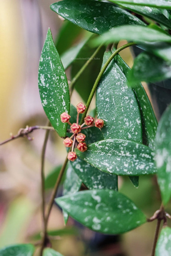 Hoya sp. cianjur