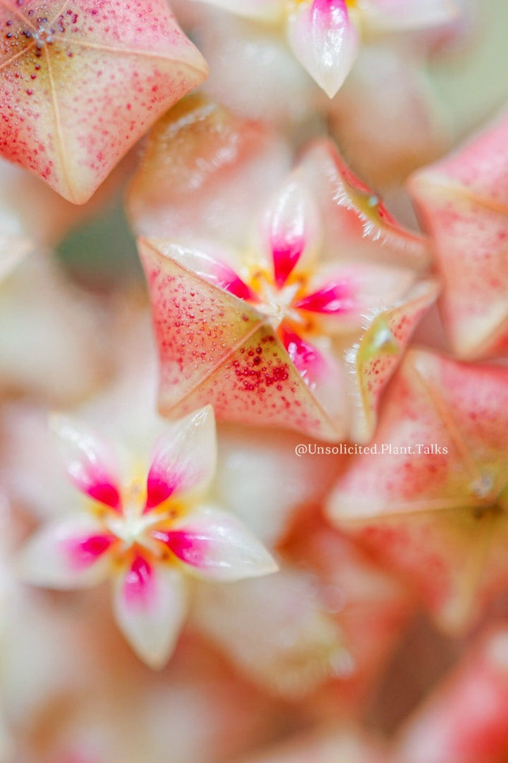 Hoya ‘Scarlet O’Hoya’ (MB1594-A)