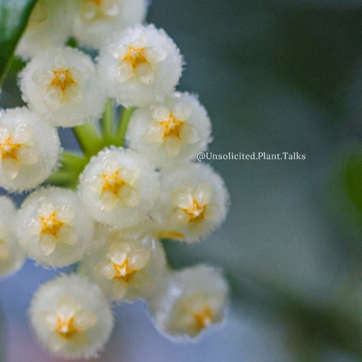 Hoya lacunosa (Durian Perangin)