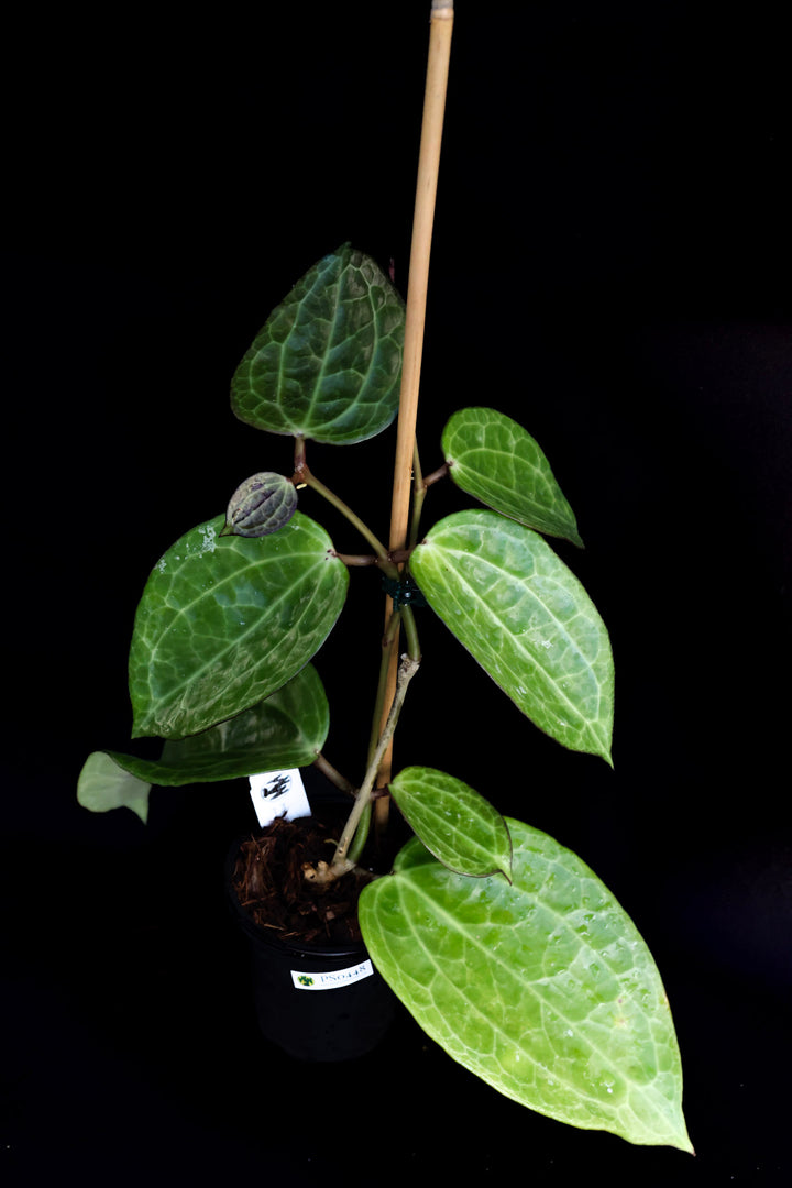 PS0448 - Hoya latifolia (textured veins, UPT009)