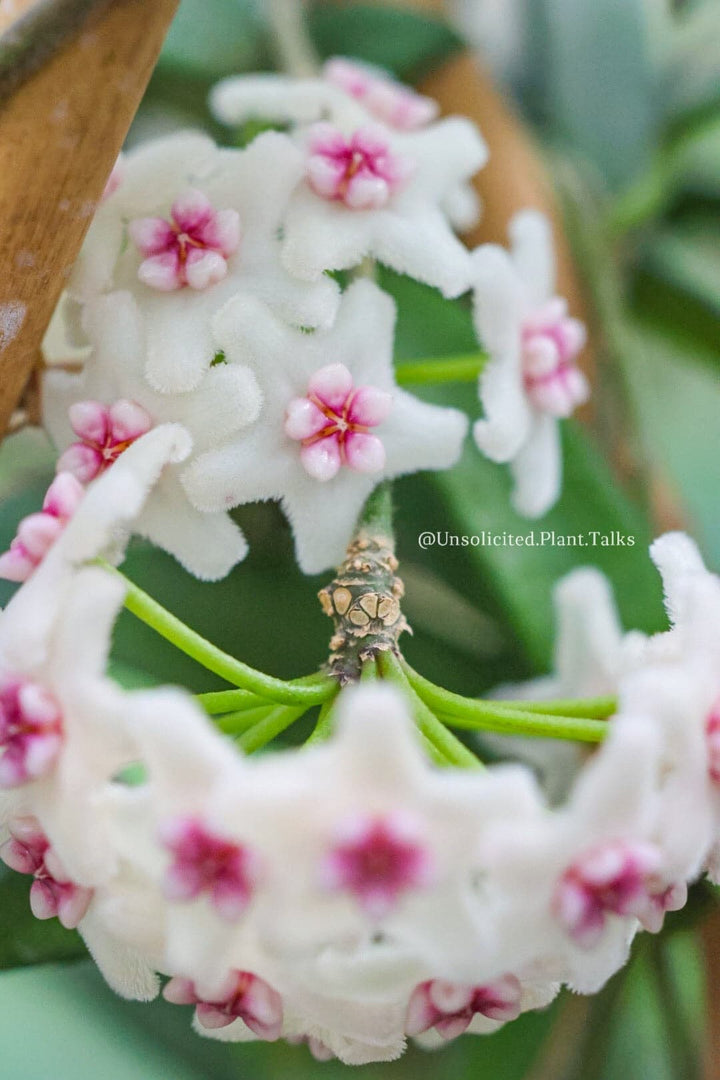 Hoya lyi