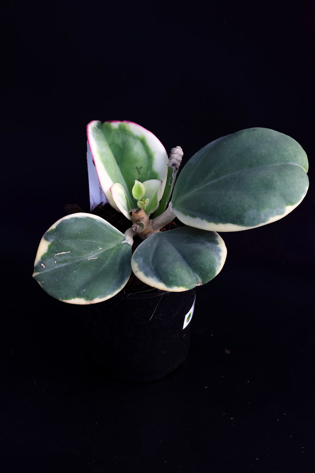 Hoya subquintuplinervis