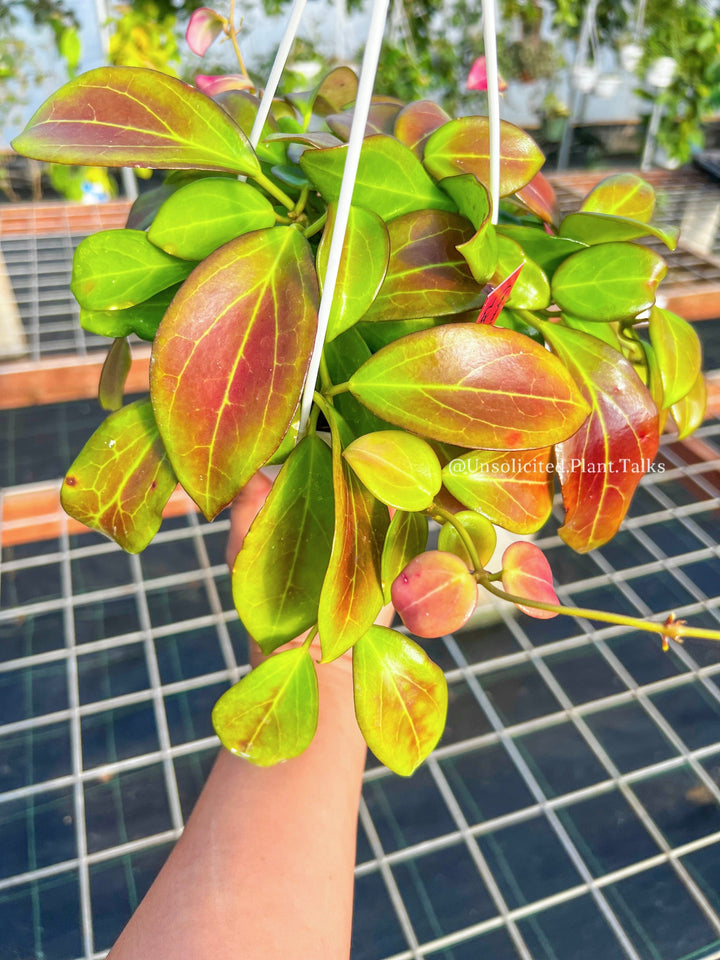 Hoya aff. burtoniae X (seedling no.1)