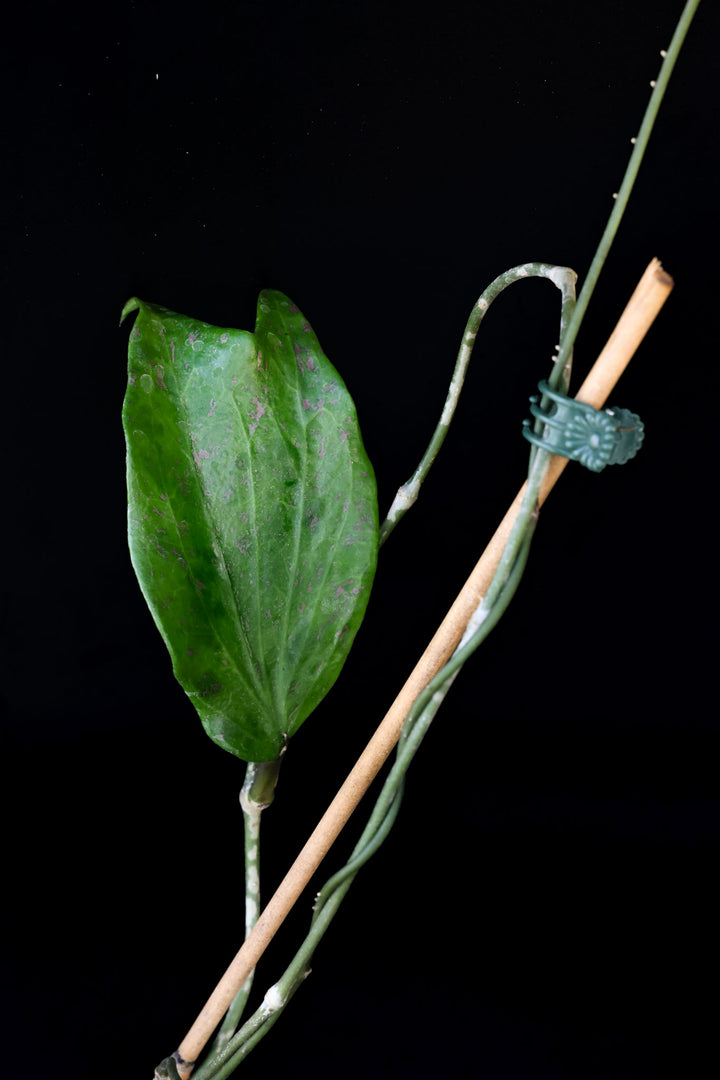 PS0062 - Hoya parasitica (Laos)