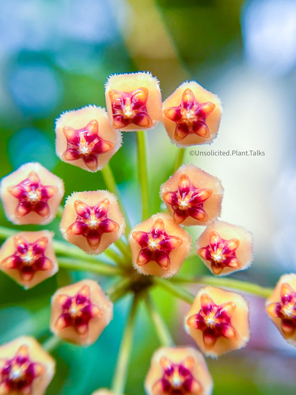 Hoya sp. Ambon