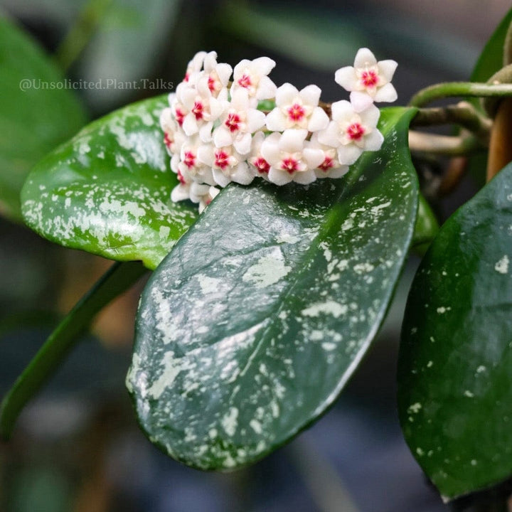 Hoya ‘David’s Green Cup’ (splash)