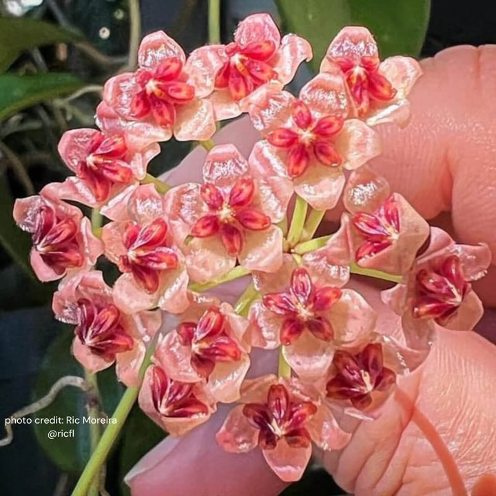 Hoya (RHM030-11)