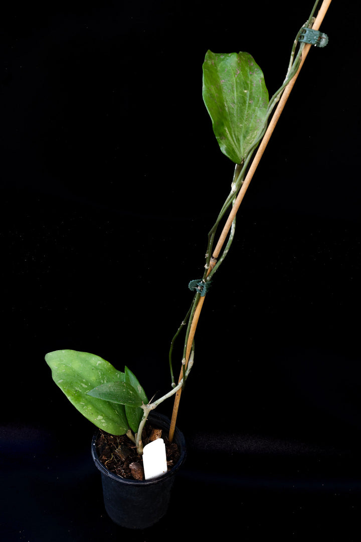 PS0062 - Hoya parasitica (Laos)