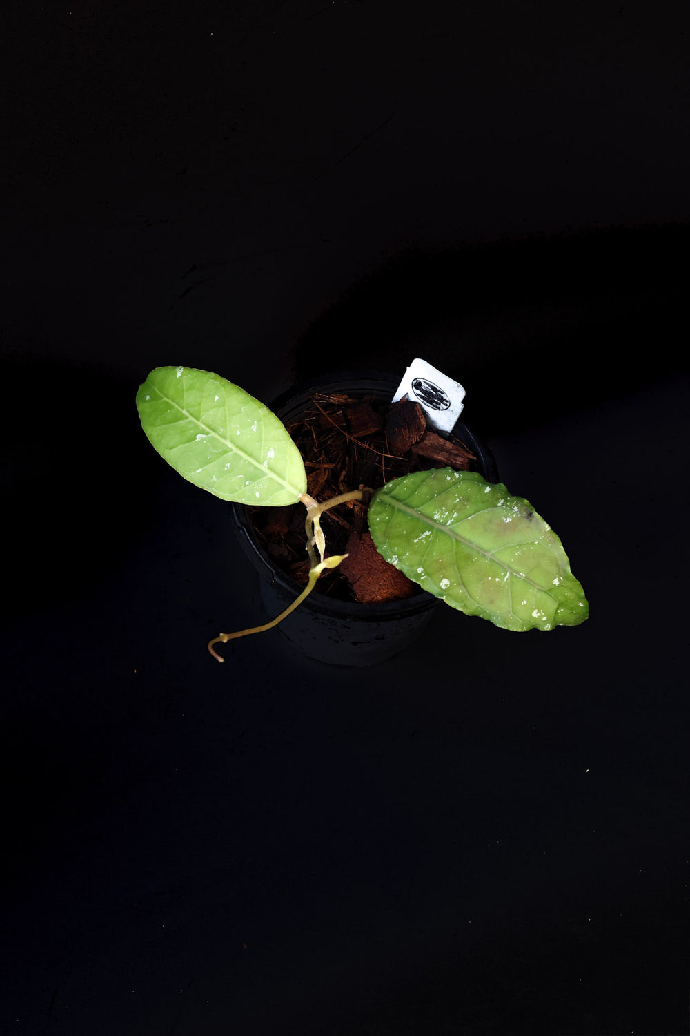 Hoya sp. (Aceh)