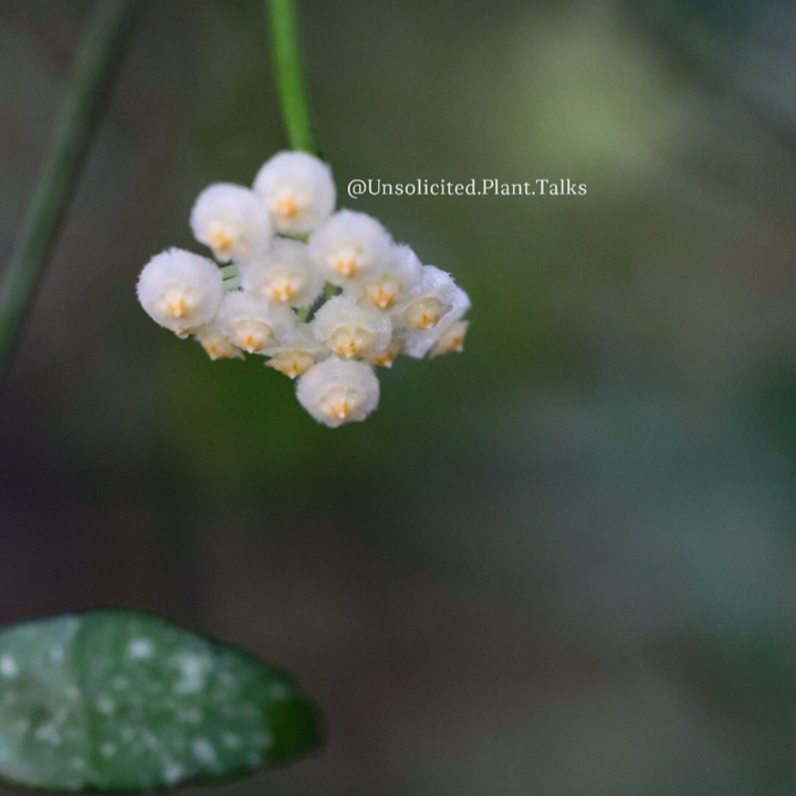 Hoya lacunosa (Durian Perangin)