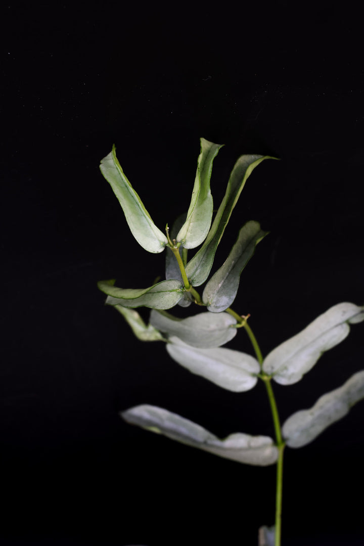 PS0349 - Hoya pandurata (silver, wonky leaves)