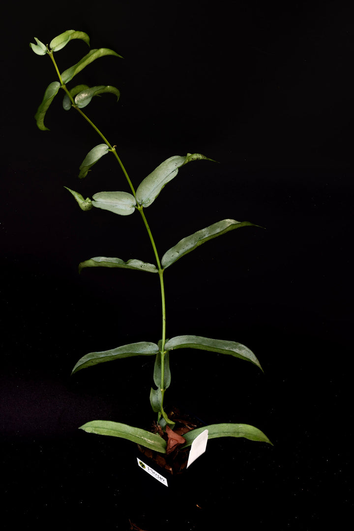 PS0349 - Hoya pandurata (silver, wonky leaves)