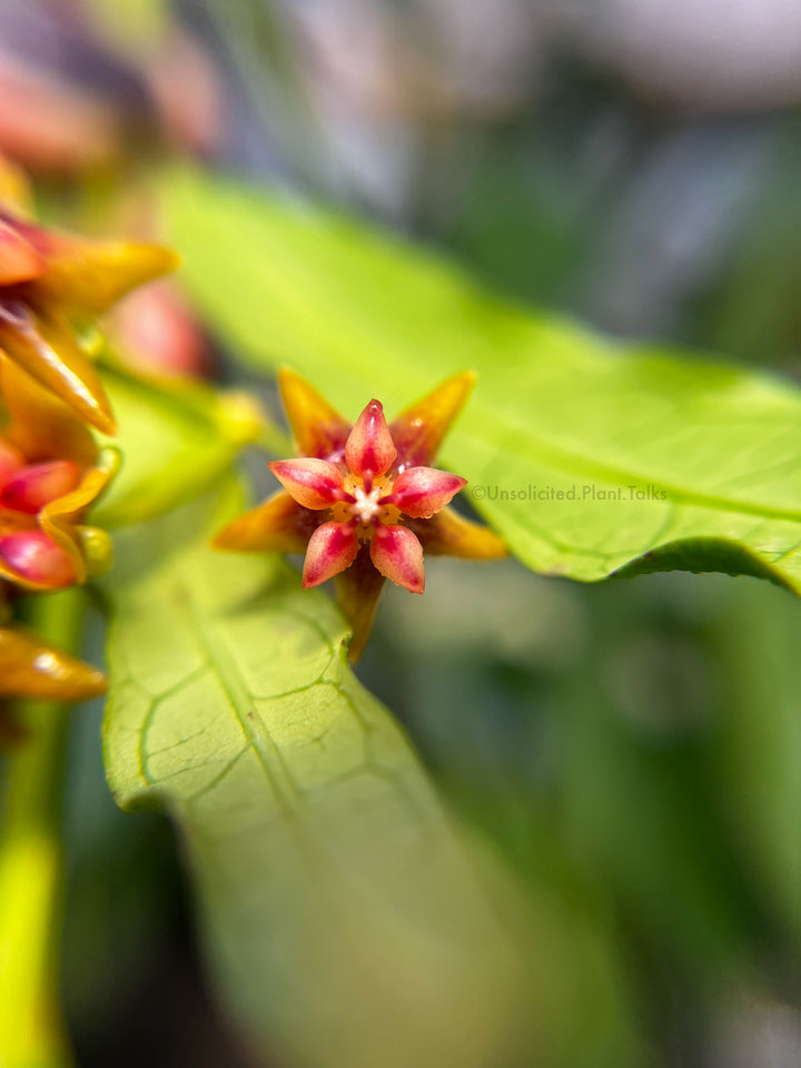 Hoya amrita