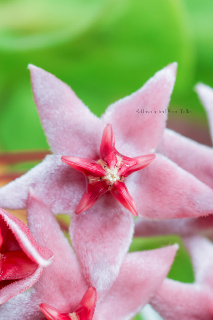 Hoya piestolepis