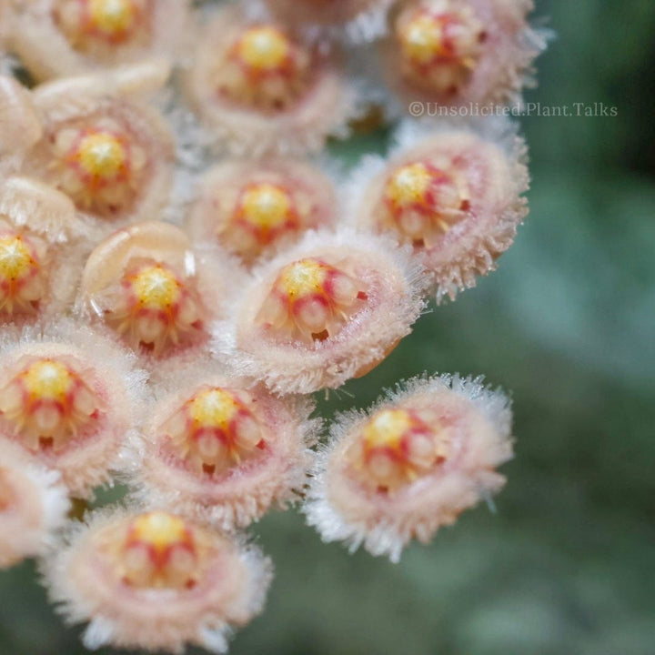 Hoya parviflora &