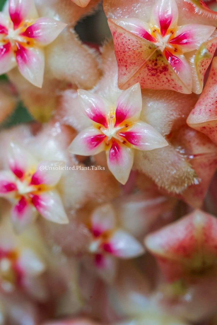 Hoya ‘Scarlet O’Hoya’ (MB1594-A)