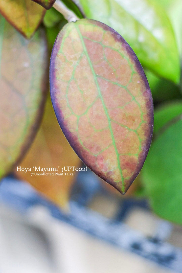 Hoya ‘Mayumi’ (UPT002)