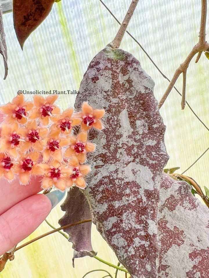 Hoya towutiensis (Silver)