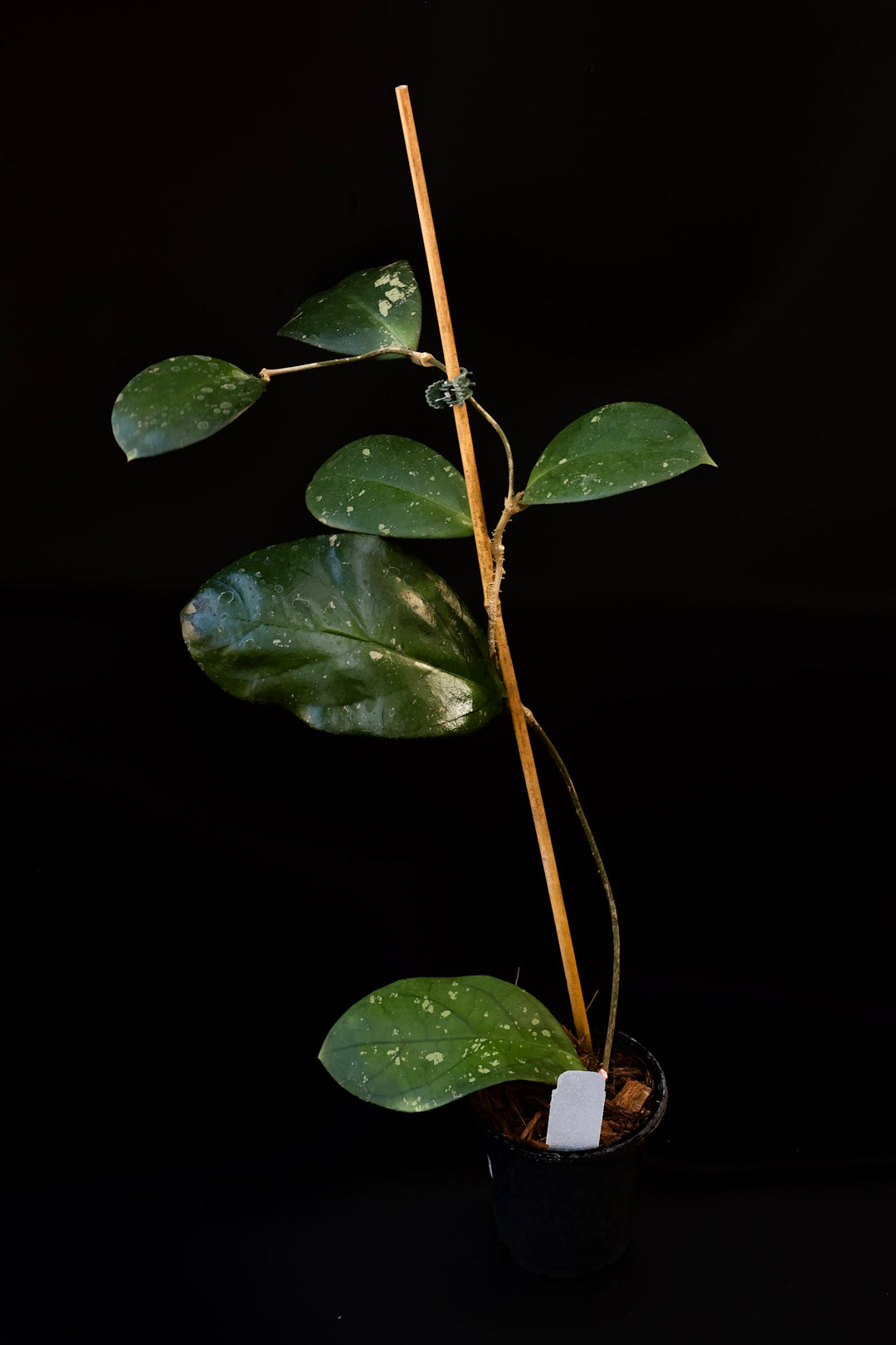 PS0410 - Hoya forbesii (Sabah)