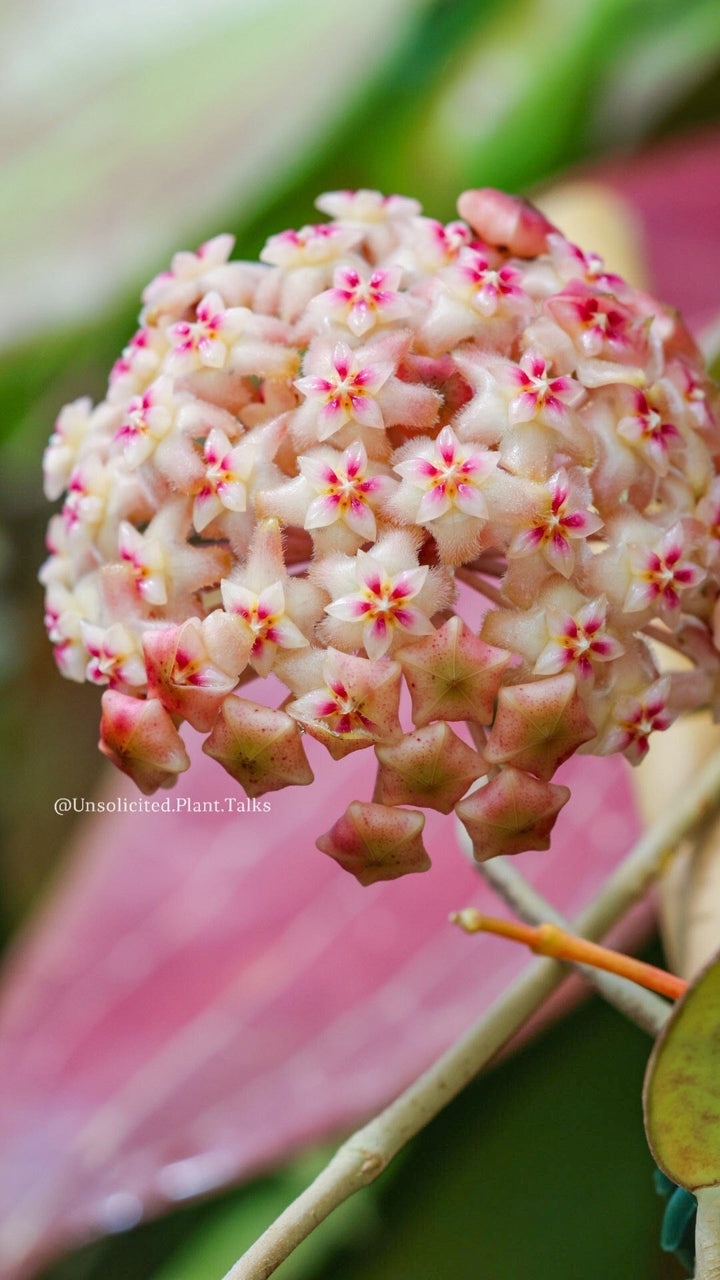 Hoya ‘Scarlet O’Hoya’ (MB1594-A)